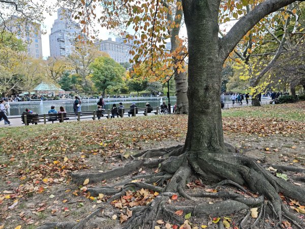 [紐約馬之行-11] 2025_1101 中央公園-畢士大露臺2945099