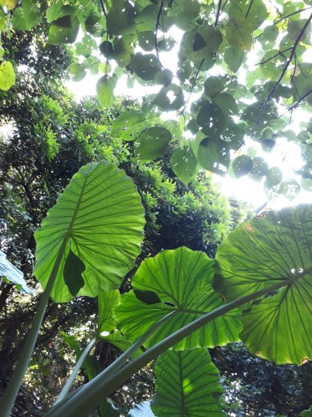 台中大坑步道7上6下20181027444574