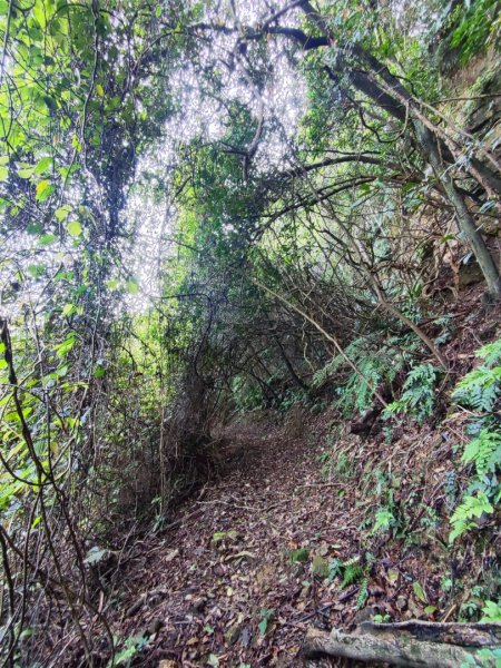 新山夢湖-友蚋山-友蚋南峰-五指山古道2755375