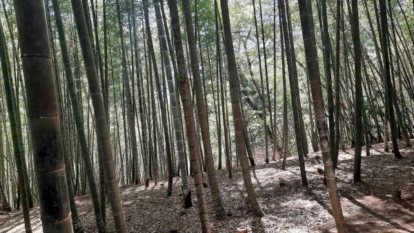 《南投》竹林台灣杉｜溪頭山竹崙山志騰山O繞202302182035827