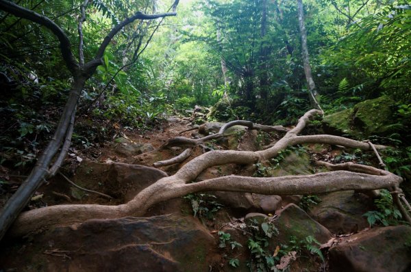 五寮尖登山步道1383241