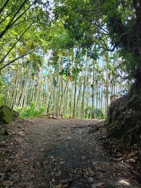 草屯「樹藤岩」台灣省政府圖根補點3131465