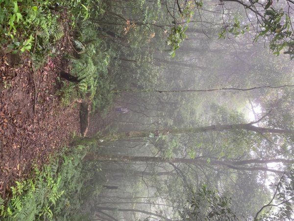 烏來大桶山登山步道1346320