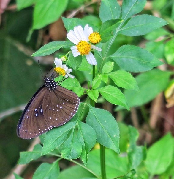 苗栗大湖 伯公潭古圳道1754321