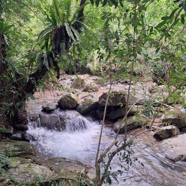 【2025草嶺古道芒花季】完成!2929480