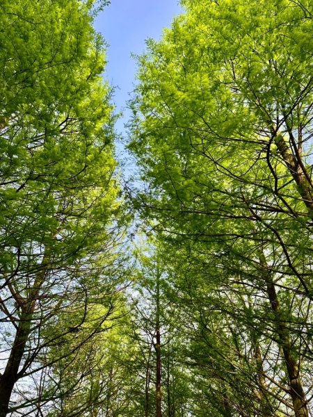 嶺頭觀日步道，西九分坑山O走2809634