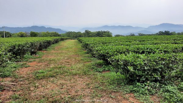 《苗栗》茶園古道｜三義登三義山慈濟山（三通嶺啟登）202404052472144