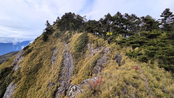 貼近山林來走個稍微不一樣風景的合歡山2989401