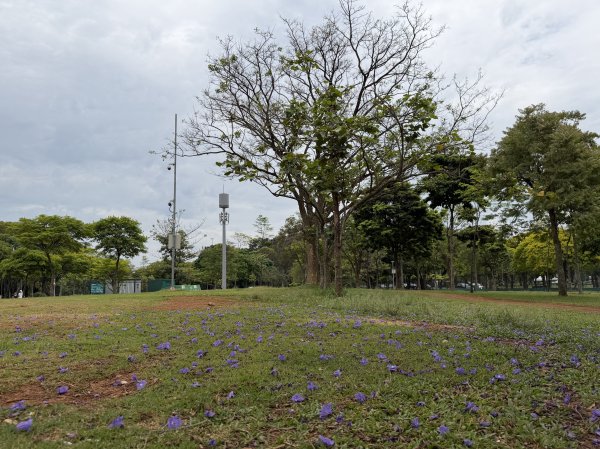 [紐約馬之行-67] 2025_1116 伊比拉布埃拉公園-上2955039