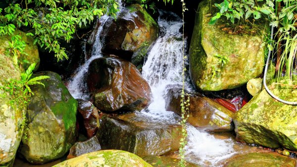 鵝尾梯田櫻花巷2989288