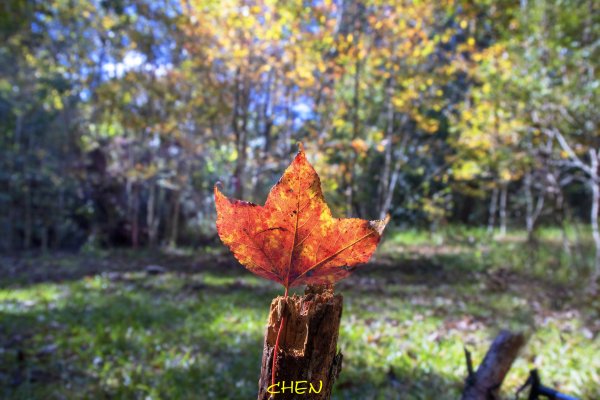 大小劍-油婆蘭全紀錄2674203