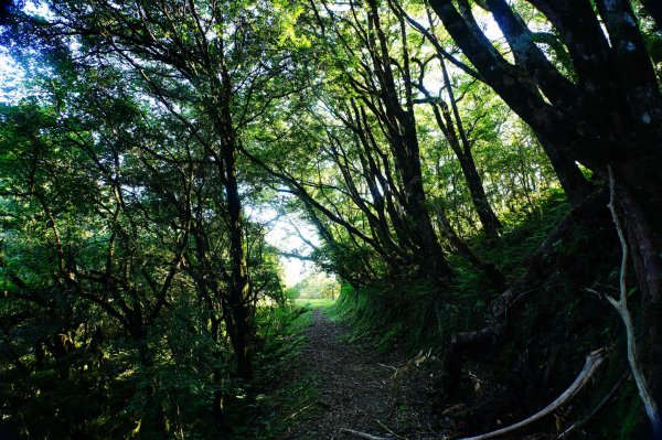 桃園 復興 達觀山、拉拉山3101832