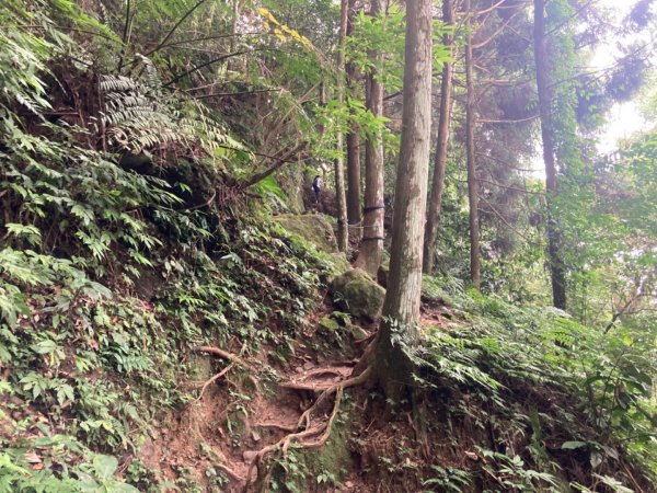 五指山登山步道2293197