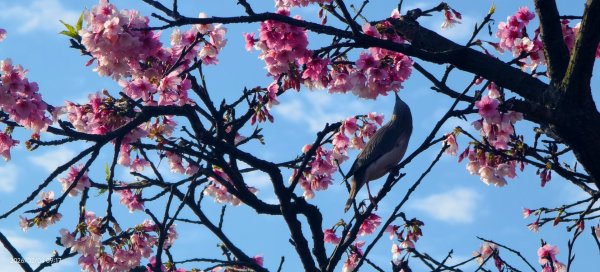 #栗尾椋鳥 #綠繡眼 #東湖樂活公園 #花園新城 #屈尺 #寒櫻 2/42992841