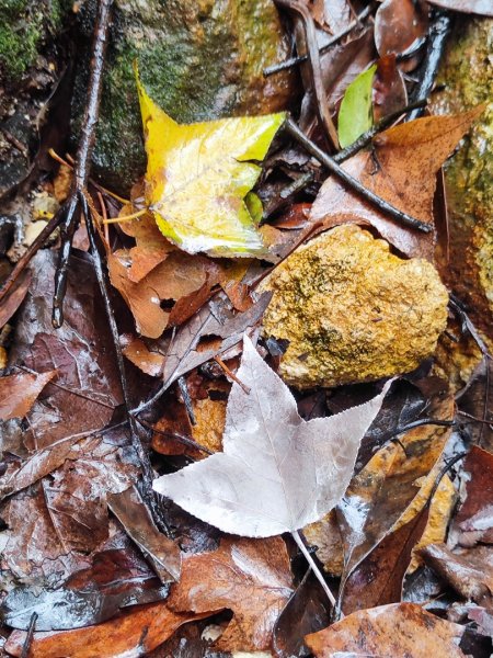 2026年元旦升旗快閃七星順探紫明溪2973999