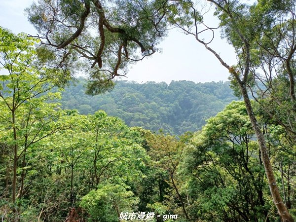 【彰化員林】綠樹林間散散步。 臥龍坡步道1691271