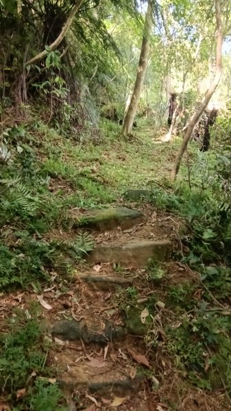 坪林區仁里坂山-火炎山未竟跟聯合艦隊除草去3125112