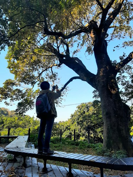 古道探訪｜竹林小徑、百年老樹幽靜古道1180420