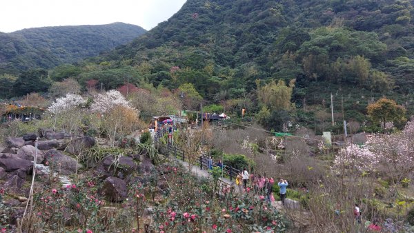 2023／2／18楓樹湖古道  巨石公園木蘭花  2／27楓樹湖古道  楓樹湖桃花源櫻花2051137