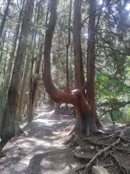 馬崙山(蜜蜂入侵三角點)拍照快閃2550652