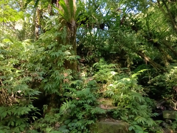 坪林區南闊瀨行(枋山坑古道+枋山坑崙+闊瀨越嶺保甲路O型)2916762