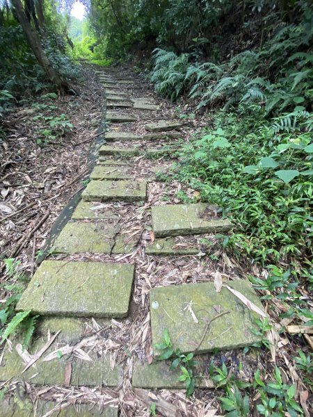 20250614-《皮皮獅秘密任務啟動！搶先探路三段崎古道｜森遊竹縣鐵粉任務大公開》2852021