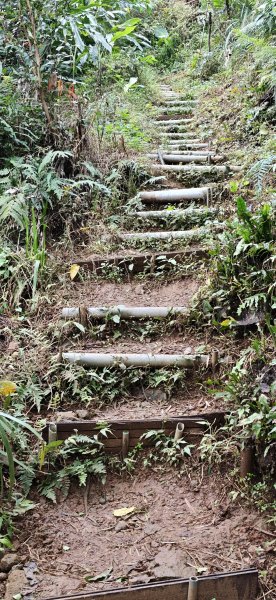 2026-0307 造鎮-文筆山-天華山-南勢角山-蘭花亭-牛伯伯3015827