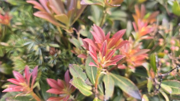 天使的眼淚嘉明湖，美呆了嘉明湖國家步道，一生難忘的美景，台灣第二高的高山湖泊，三天二夜嘉明湖2841334