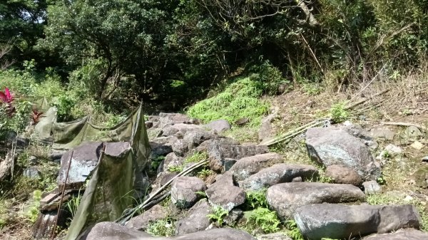 金山區倒照湖-阿里磅稜線路-阿里磅瀑布-竹子山古道-倒照湖47號P字走3134783