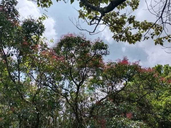 內湖區大丘田保甲路+開眼山+白石湖山+白石湖山東峰+大邱田山+消防山O型2858938