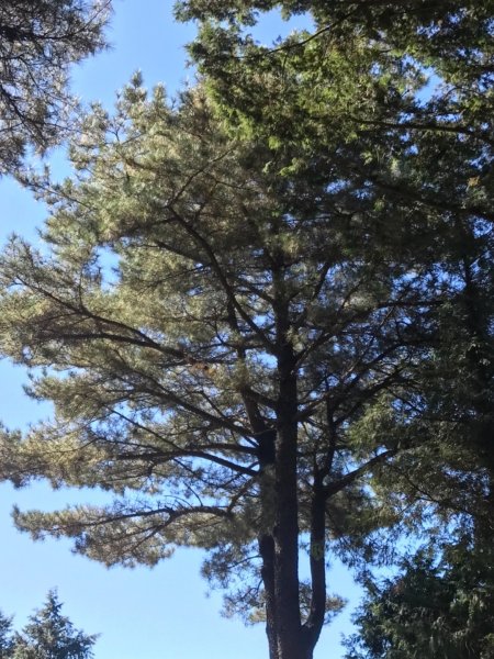 大雪山200林道北三錐山736915