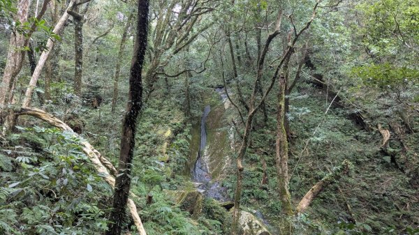 北得拉曼巨木步道2695498