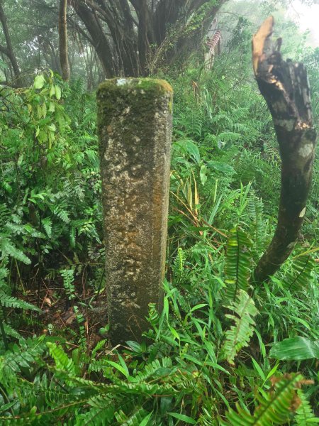 20260819九芎林山西北峰-主峰-土地公嶺3111506