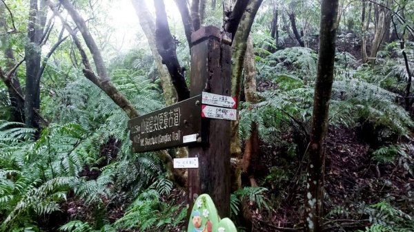 小百岳NO.14 深坑土庫岳。更寮古道 山豬窟尖，小南港山，南港山水綠生態公園2257369