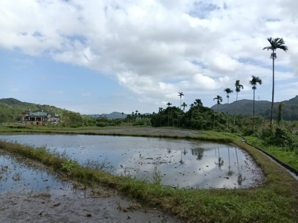 雙溪區冬陽下閃閃菅芒花2949410