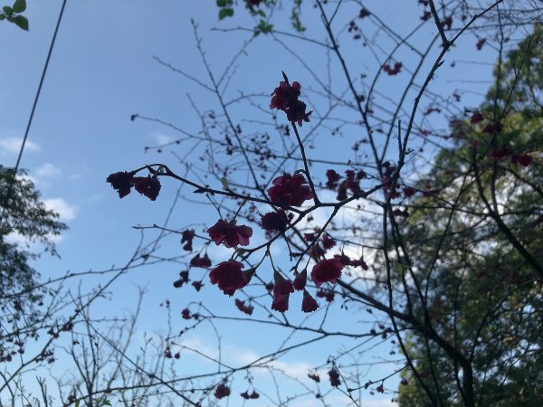 ~ 烘爐地登山步道(南勢角山) ~1626932