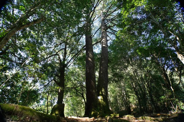 新竹 尖石 屯野生台山、石麻達山、錦屏山2904271