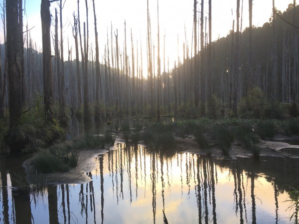 水樣森林 第一次在山裡過夜658276