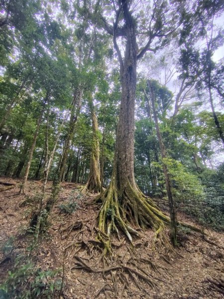 長壽山、肥崠山、醜崠山、大崠山、大崠山經建版2931561