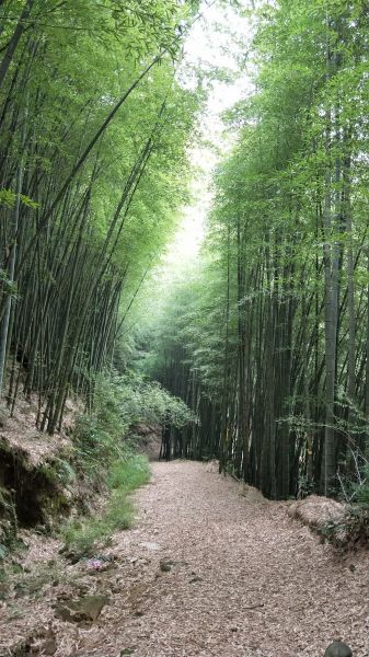 金柑樹山&忘憂森林步道20171023193301