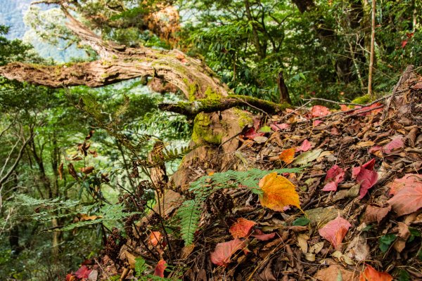 稍來山楓葉林2960886