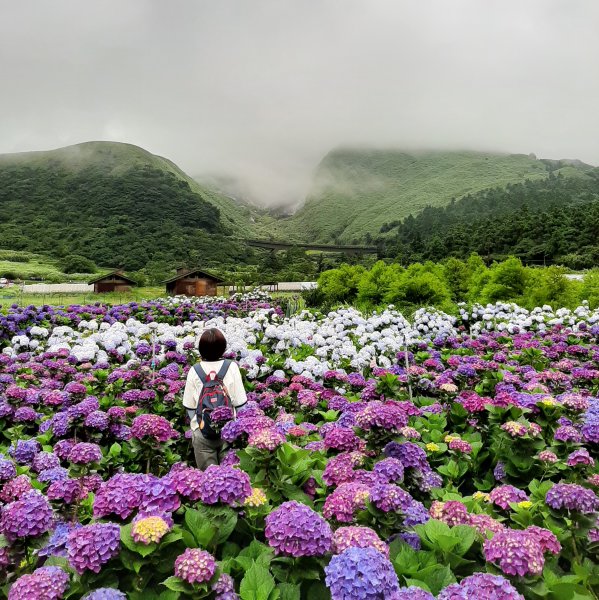 繡球花田繽紛多彩。雲霧飄緲群山間989361