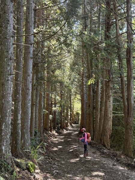 大雪山林道-屋我尾山O繞 202506152816289