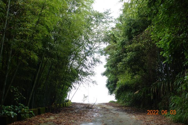 嘉義 梅山 鹿崛坪山(幼葉林山)1730027