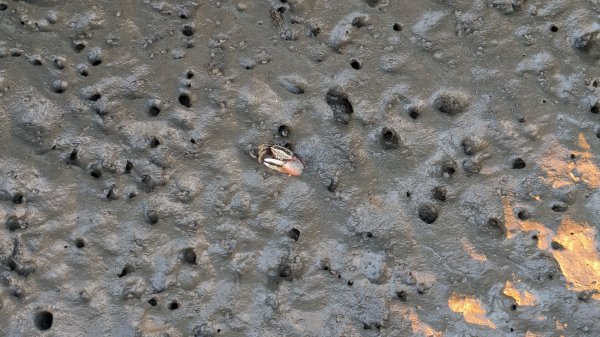 牛罵頭,梧棲出張所,高美濕地2334081