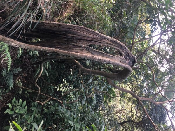 五酒桶山、南崁山2693356