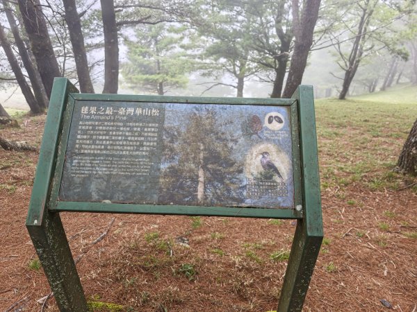 [山海圳_聖山之路_第二段2/4] 2026_0802 星鴉（台灣亞種）3109213