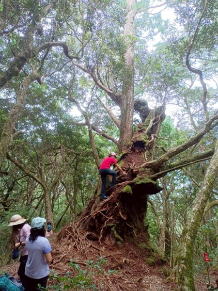 魔幻森林-塔曼山-202508102866561