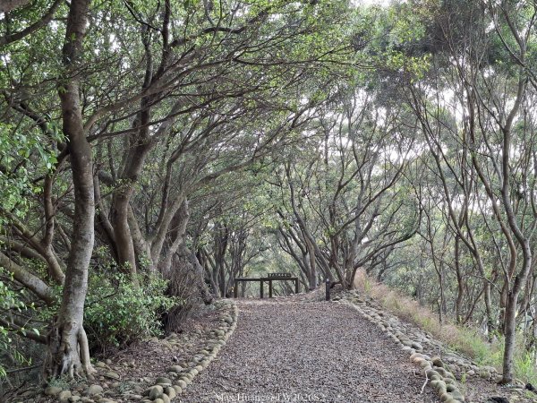《台中》綠色隧道｜大肚環保公園登山步道O繞202604183038511