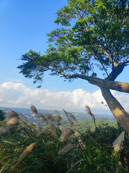 後花園散散步2977470